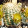 echinocereus_chloranthus